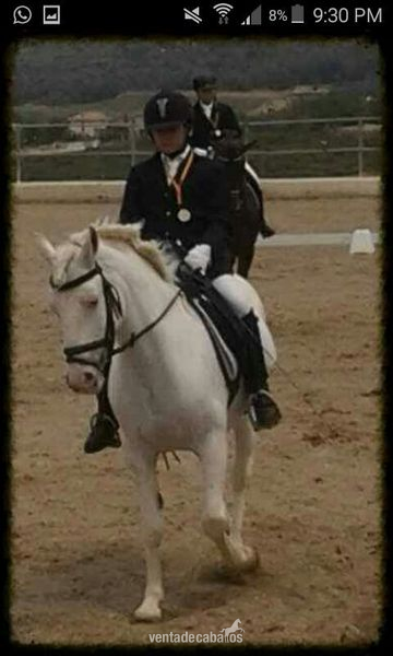 PRECIOSA PONY ALBINA in 