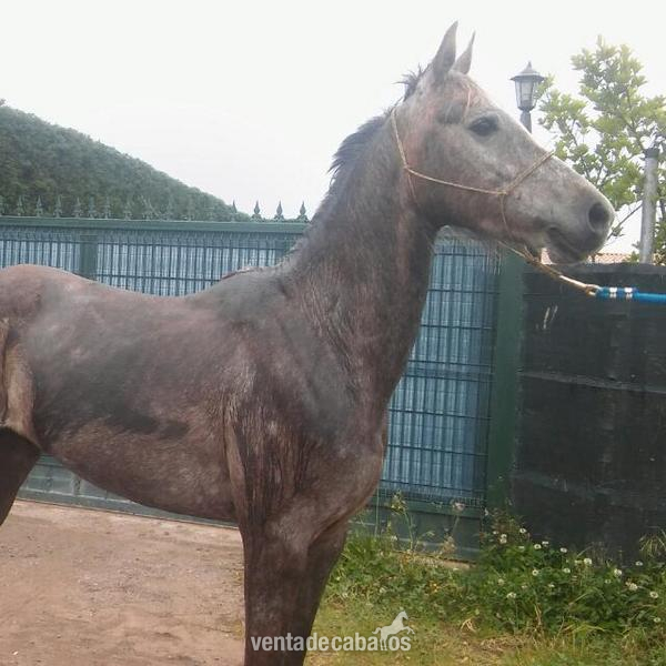 VENDO EXCELENTE CABALLO ARABE DE RAID in 