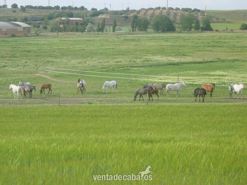 Caballo en fruto por alimento Madrid in 