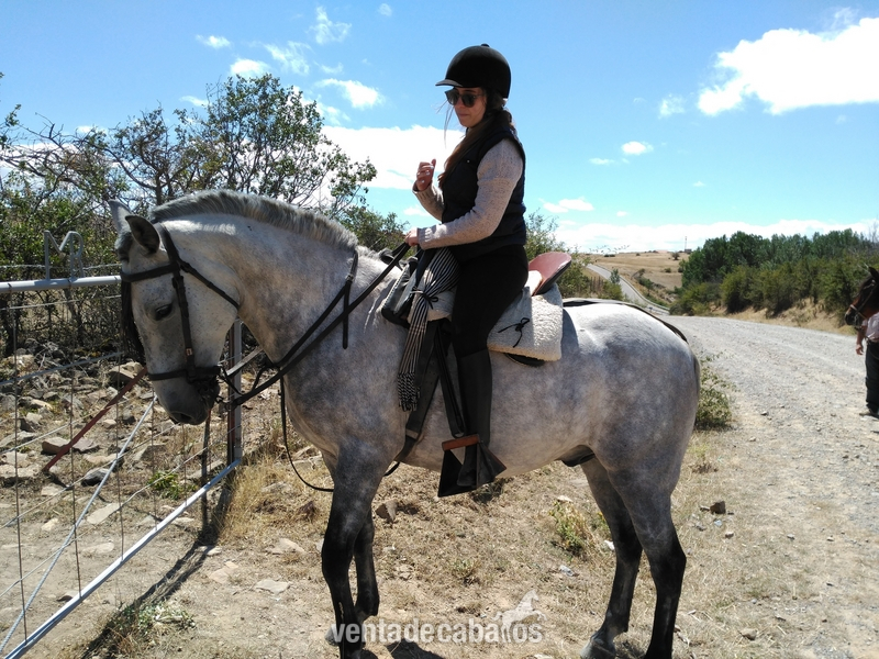 Caballo hispanoarabe 7 años, apto mujeres y niños in 
