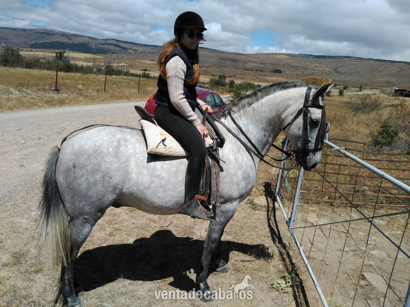 Hispano-Arabe {TYPE}