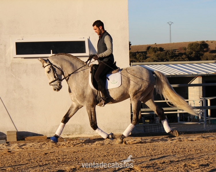 Caballo PRE 5 años. in 