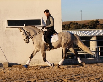 Caballo PRE 5 años.