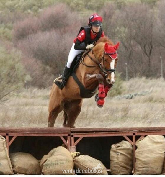 CDE de salto y concurso completo en venta in 