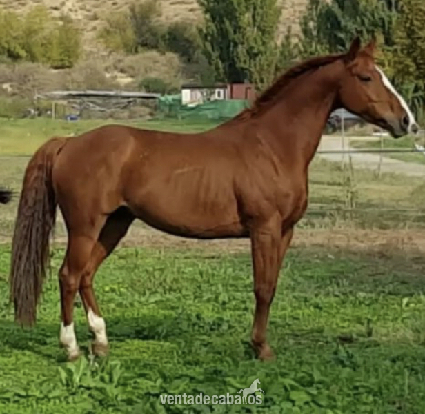 Caballo deporte español