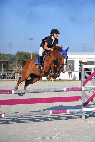 Caballo deporte español {TYPE}
