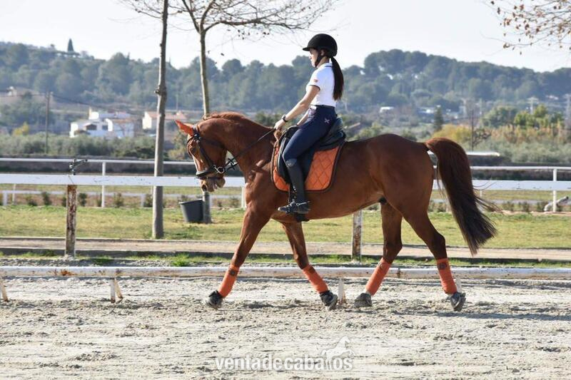 Caballos Capados Caballo deporte español - CDE de salto y concurso completo en venta