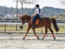 CDE de salto y concurso completo en venta
