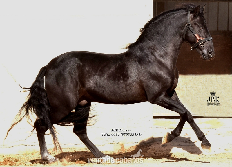 Caballos Pura Raza Española (P.R.E.) Pura Raza Española - Precioso PRE capa negra 