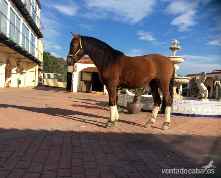 Urge vender caballo castrado de 11 años  alazan estrahordinario para todo tipo de jinetes , muy noble  in 