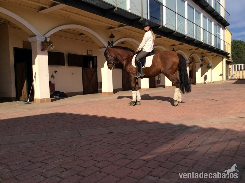Hispano-Arabe {TYPE}