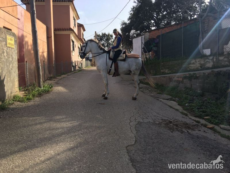 se vende caballo in 
