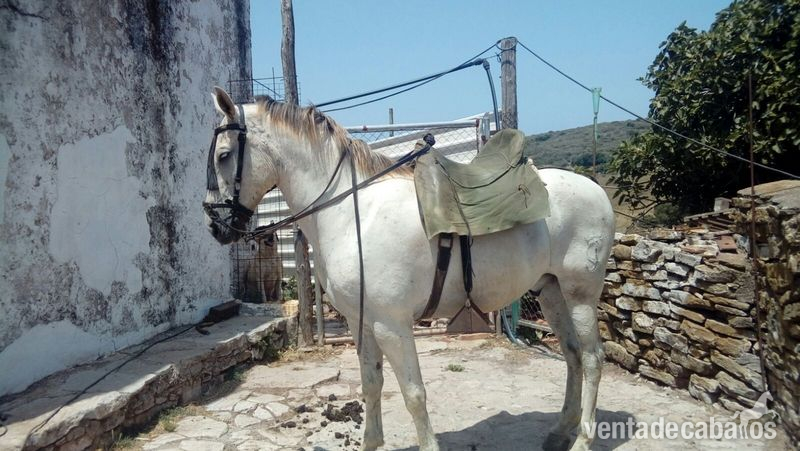 Busco/Cambio/Cedo Caballo Cruzado - se vende caballo
