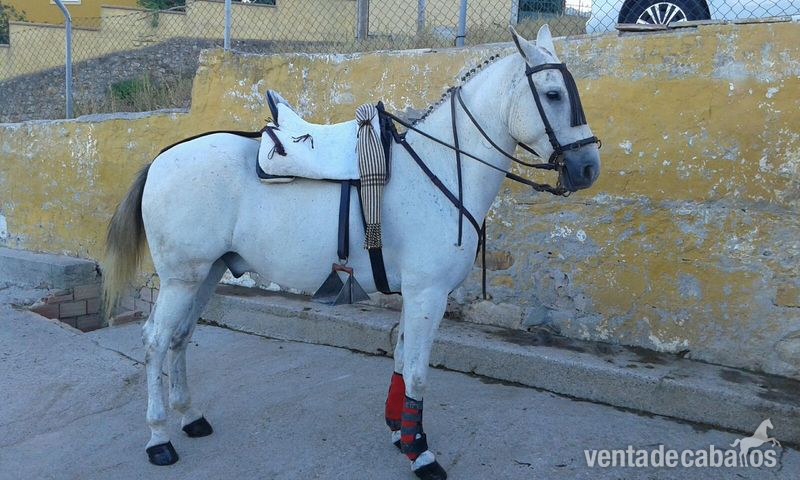 se vende caballo - Busco/Cambio/Cedo Caballo Cruzado