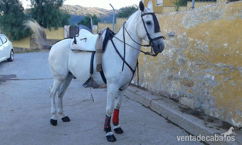 se vende caballo - Cruzado