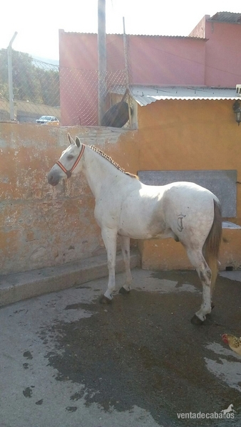se vende caballo - Busco/Cambio/Cedo Caballo