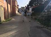 se vende caballo