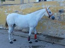 se vende caballo