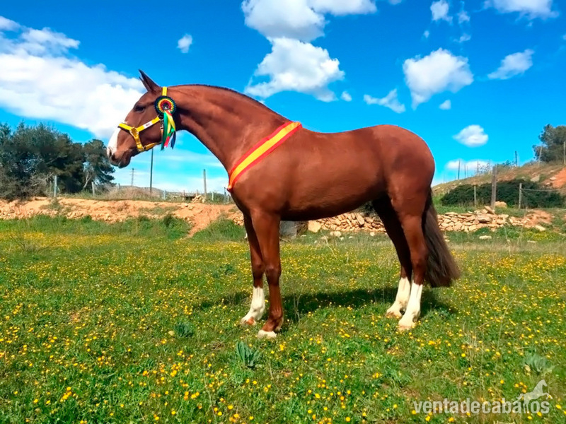 Caballos Pura Raza Española (P.R.E.) Pura Raza Española - Super Yegua Alazana, 7 AÑOS. 