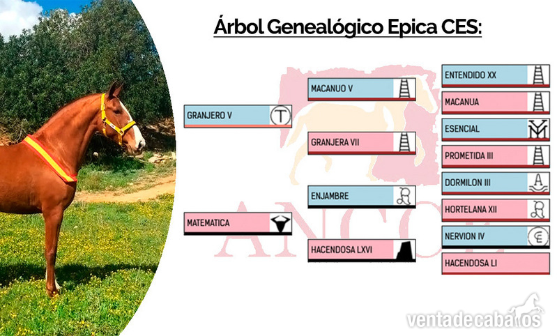 Super Yegua Alazana, 7 AÑOS.  - Caballos Pura Raza Española (P.R.E.) Pura Raza Española