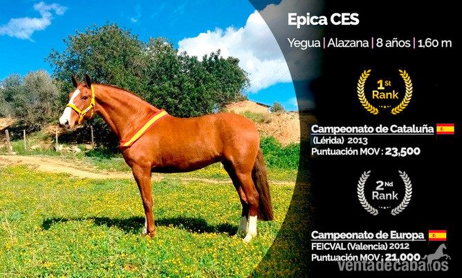 Super Yegua Alazana, 7 AÑOS.  in 