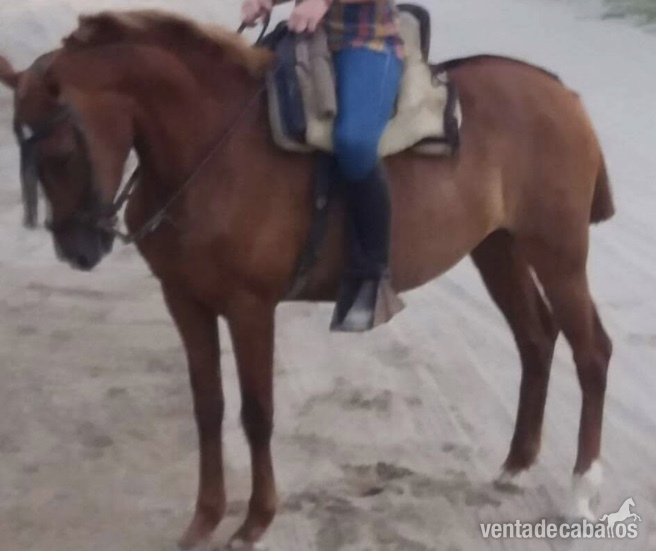 Se vende yegua alazana in 