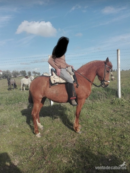 Hispano-Arabe