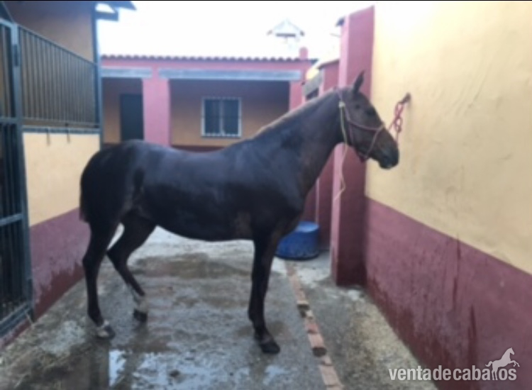 Hispano-Arabe {TYPE}