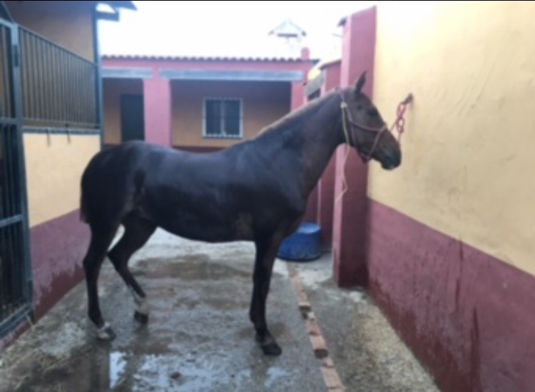 Hispano-Arabe {TYPE}