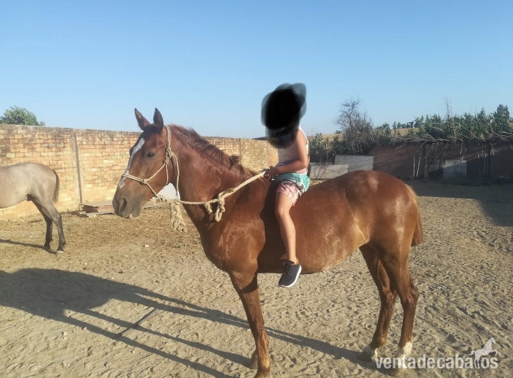 Yeguas Hispano-Arabe - Se vende yegua alazana