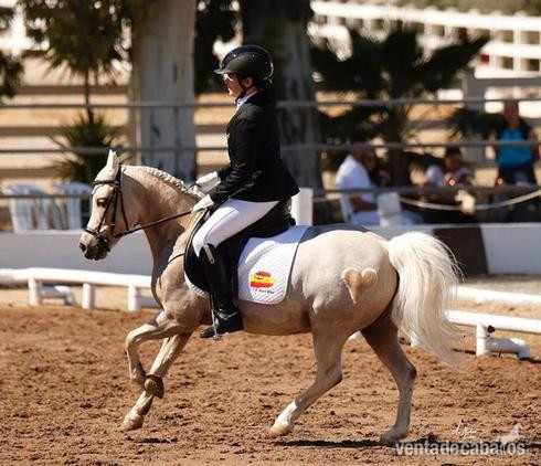 Se vende pony  B de Doma Clásica in 