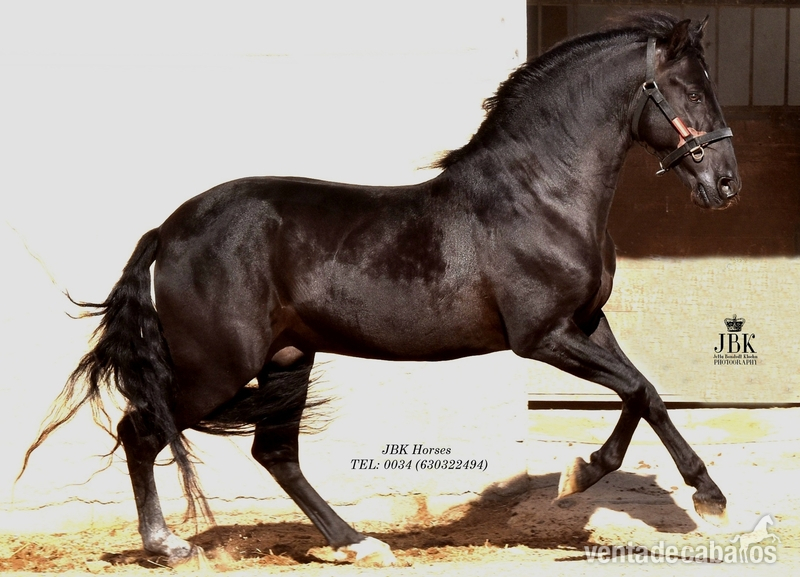 Caballos Pura Raza Española (P.R.E.) Pura Raza Española - Precioso PRE capa negra 