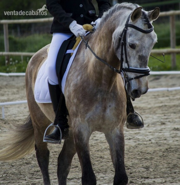 Se vende caballo P.R.E in 