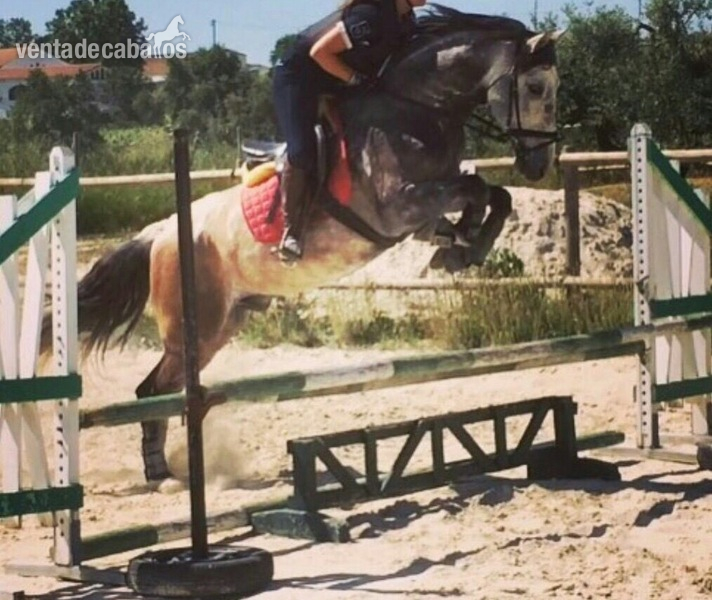 Caballos Pura Raza Española (P.R.E.) Pura Raza Española - Se vende caballo P.R.E
