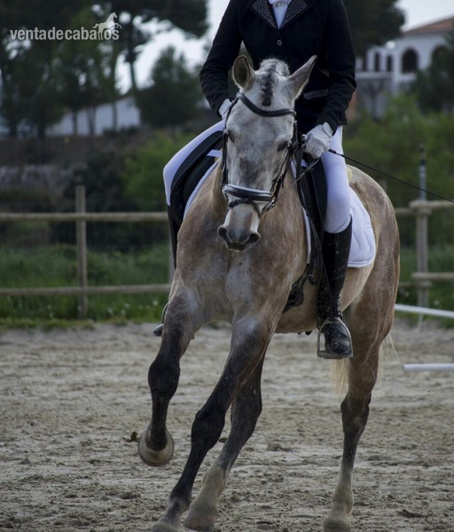 Se vende caballo P.R.E - Caballos Pura Raza Española (P.R.E.) Pura Raza Española