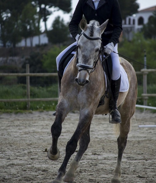 Se vende caballo P.R.E - Caballos Pura Raza Española (P.R.E.) Pura Raza Española