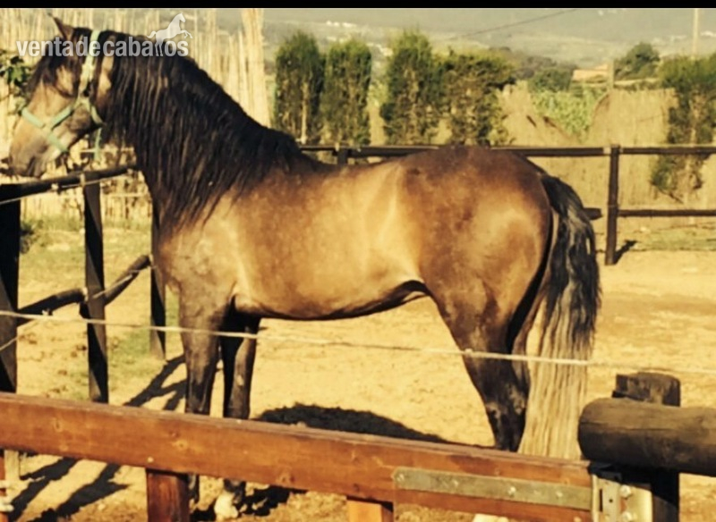 Se vende caballo P.R.E - Pura Raza Española