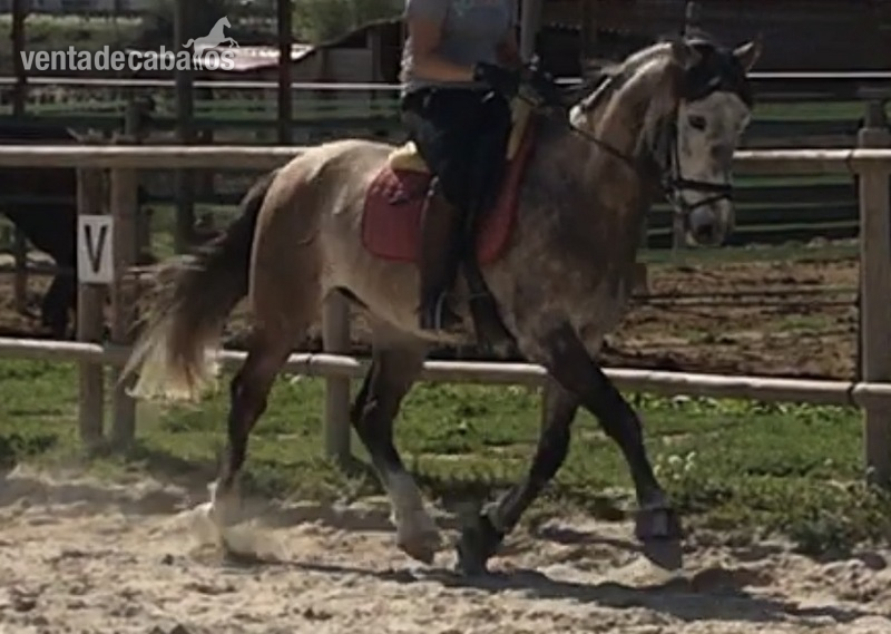 Se vende caballo P.R.E - Caballos Pura Raza Española (P.R.E.)