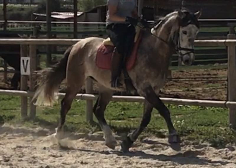 Se vende caballo P.R.E - Caballos Pura Raza Española (P.R.E.)