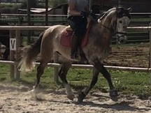 Se vende caballo P.R.E