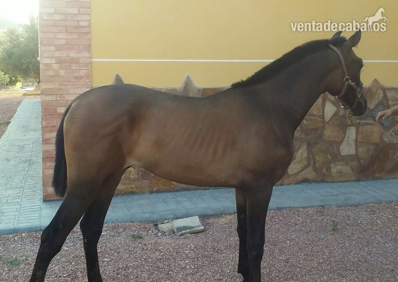 POTRO CON TALLA Y HUESO in 