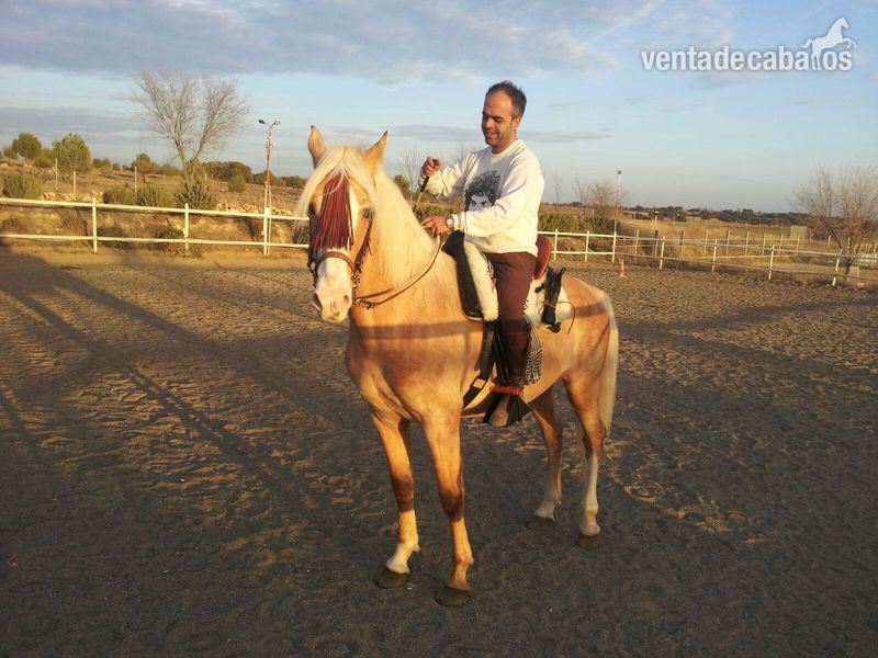 CABALLO PERLA CRUZADO in 