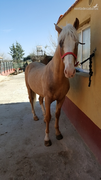 Caballos Capados Cruzado - CABALLO PERLA CRUZADO