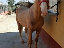 CABALLO PERLA CRUZADO