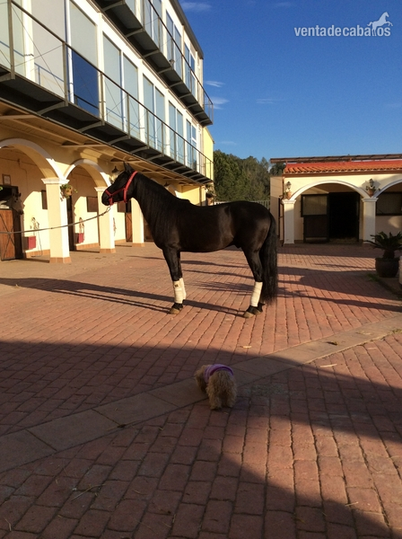 Urge vender magnífico caballo hispano arabe  de 7 años para todo tipo de jinetes  in 