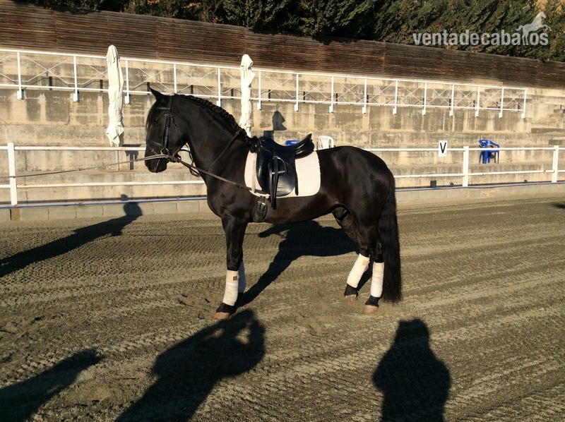 Hispano-Arabe