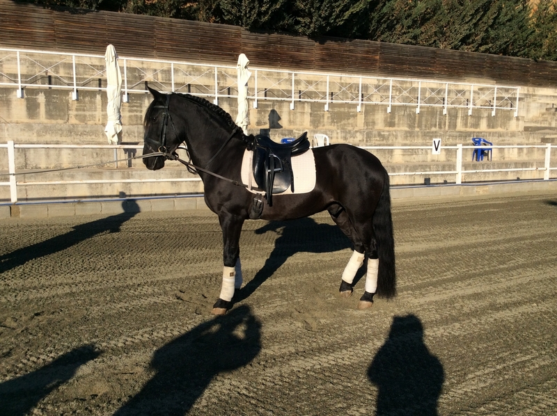 Hispano-Arabe