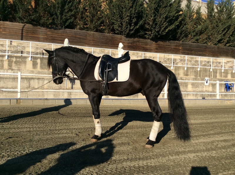 Hispano-Arabe {TYPE}
