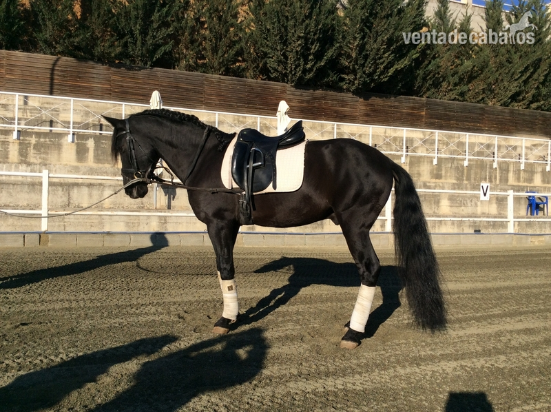 Hispano-Arabe {TYPE}