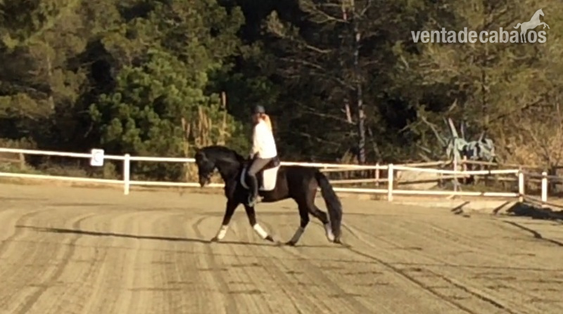 Caballos Capados Hispano-Arabe - Urge vender magnífico caballo hispano arabe  de 7 años para todo tipo de jinetes 
